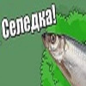 Селедка