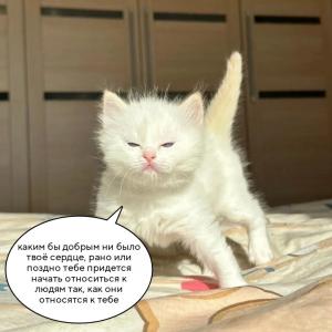 DreamMeow