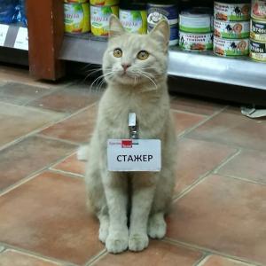avosya