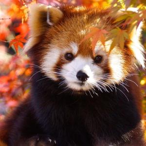 Pando4ka