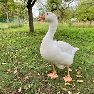 гусь и утка