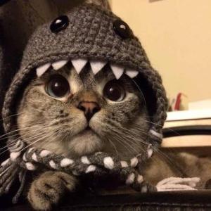 КотикМск